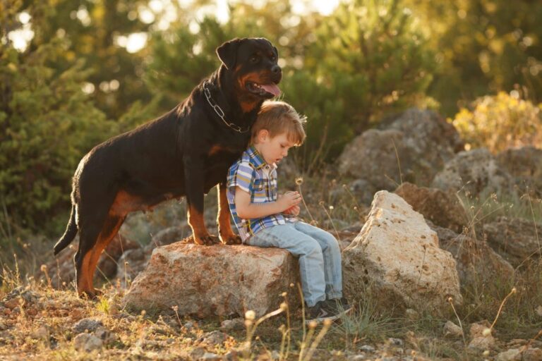 Top 13 Dog Breeds That Will Always Make You Feel Safe And
Loved