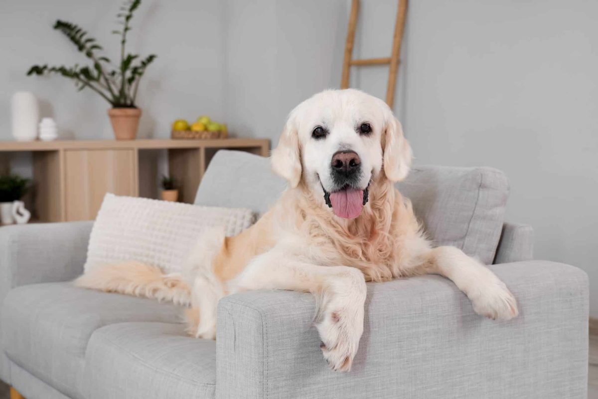 Top 15 Dog Breeds That Will Turn a House Into a Loving
Home