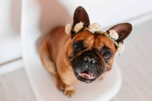 Top 7 Dog Breeds That Bring Joy To Every Home They
Enter