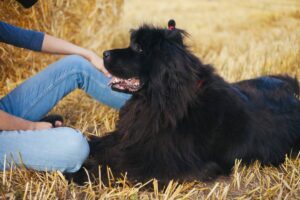 Top 7 Dog Breeds That Know How to Bring Peace to
Chaos