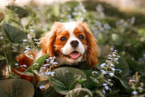 Top 7 Dog Breeds That Will Never Stop Loving You