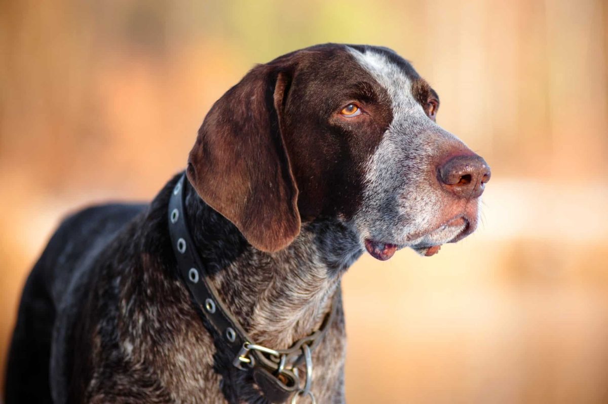 Top 9 Dog Breeds That Make Every Adventure Better