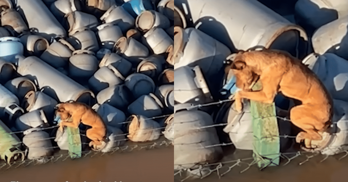 Trapped Dog on Barbed-Wire Fence Gets Lifesaving Rescue from
Boat Crew