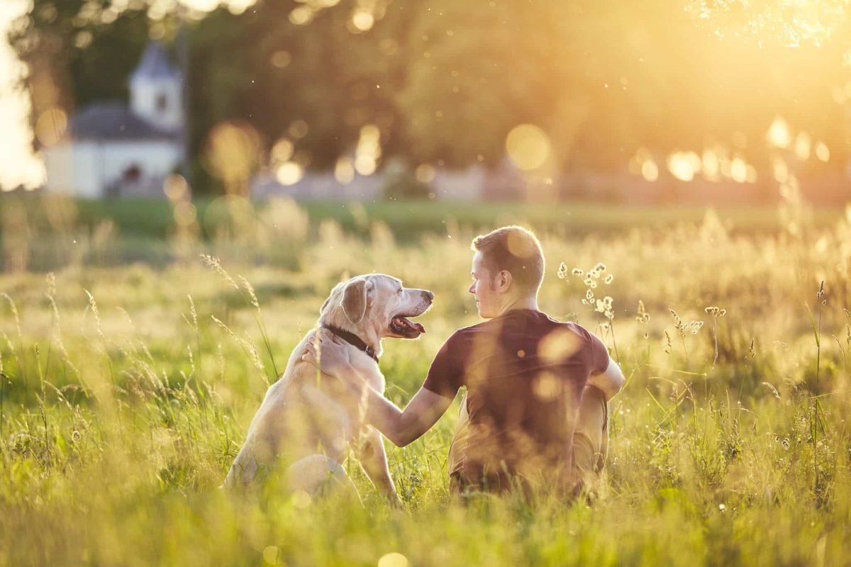 Ultimate 15 Dog Breeds That Fill Your Days With
Sunshine