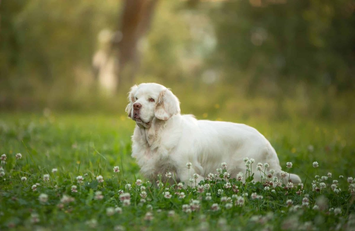 Ultimate 15 Dog Breeds That Will Always Bring Peace To Your
Home