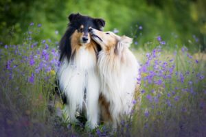 Ultimate 15 Dog Breeds That Will Show You Unconditional Love
Forever