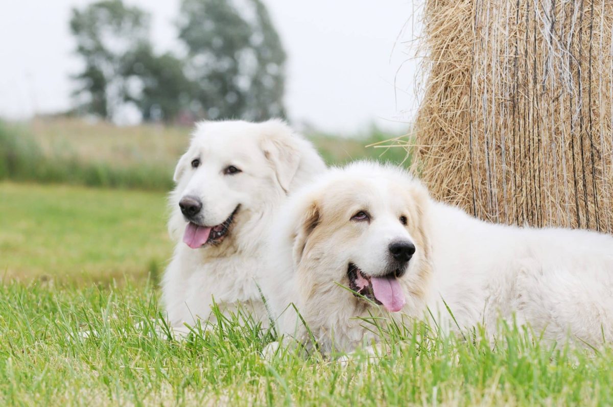 Ultimate 9 Dog Breeds That Create Bonds That Last
Forever