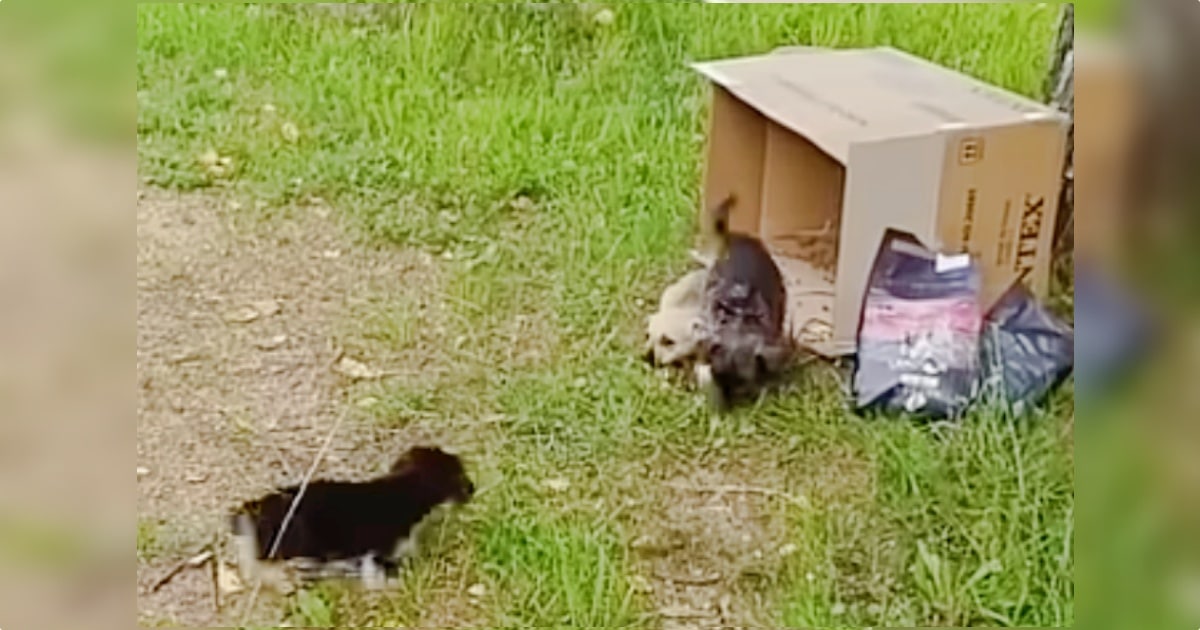 Warehouse Worker Tilted Box And Three Puppies Tumbled
Out