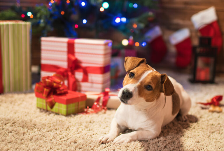 What Should I Get My Dog for Christmas? 25 Pawfect
Ideas