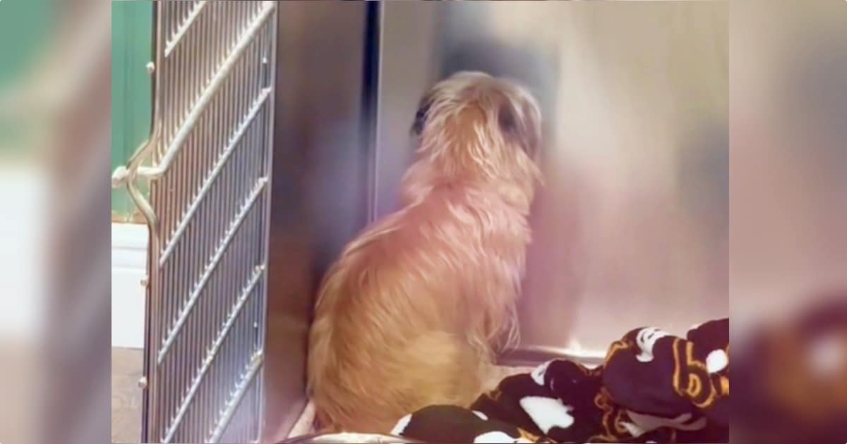 When Dog Was Surrendered She Faced A Wall, But Someone Was
Eyeing Her