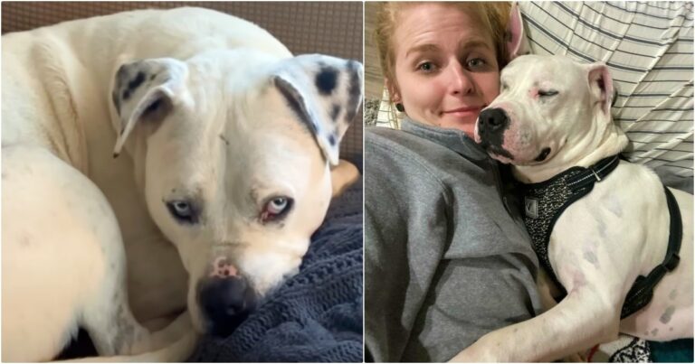 When Woman’s Foster Dog Was Dumped By New Owners, She Did
What She Had To