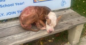 With Dog’s Energy Stripped Away, He Settled On A Bench To
Rest