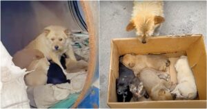 Woman Meets A Dog Living In Barrel With Her Babies But
They’re Not All Puppies