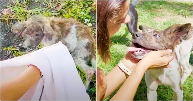 Woman Wrangles Snapping Stray With Jacket And Goes In For A
Kiss