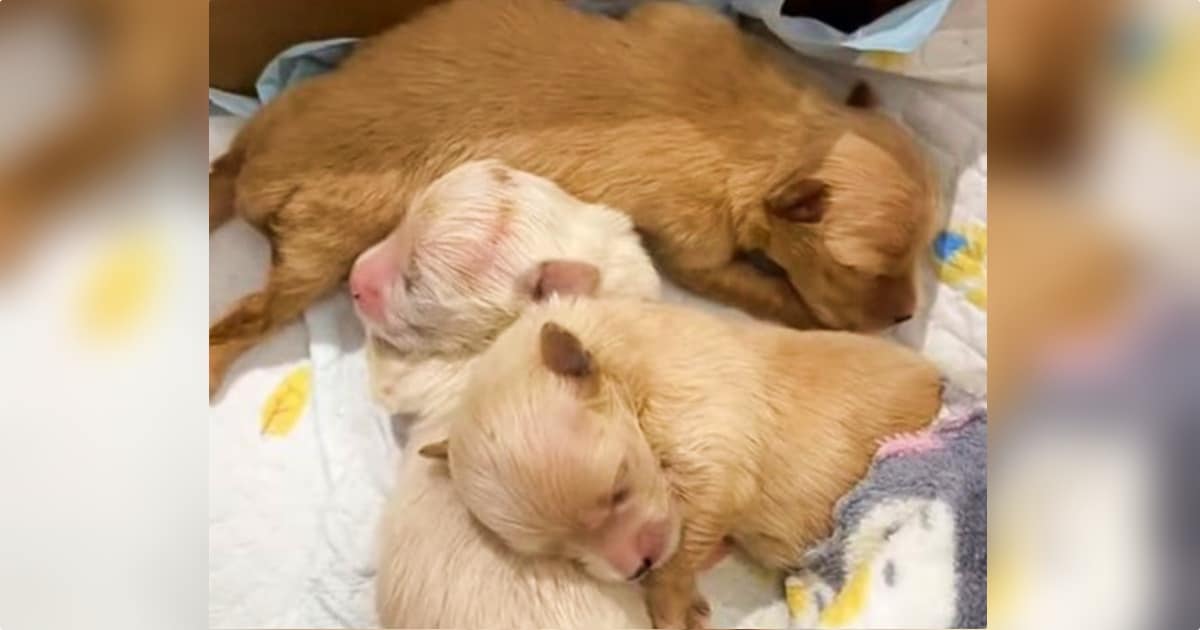 Woman’s Exercise Routine Cut Short When Litter Of Pups
Appear At Her Feet