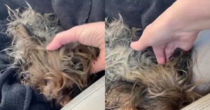 Yorkie Rescued from Neglect Learns the Joy of a Soft
Bed