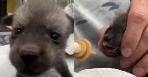 ‘Bat-Eared’ Puppy Nursed By Zoo Turned Out Not To Be A Puppy
At All