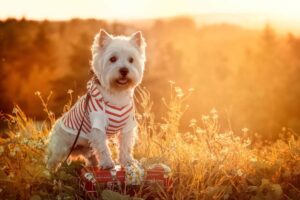 Top 15 Dog Breeds That Were Born To Be The Heart Of Your
Family