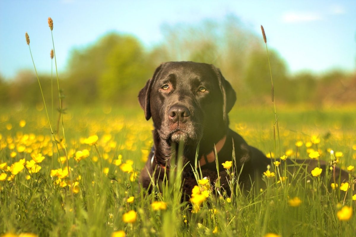 7 Dog Breeds That Prove Love Doesn’t Need A Reason