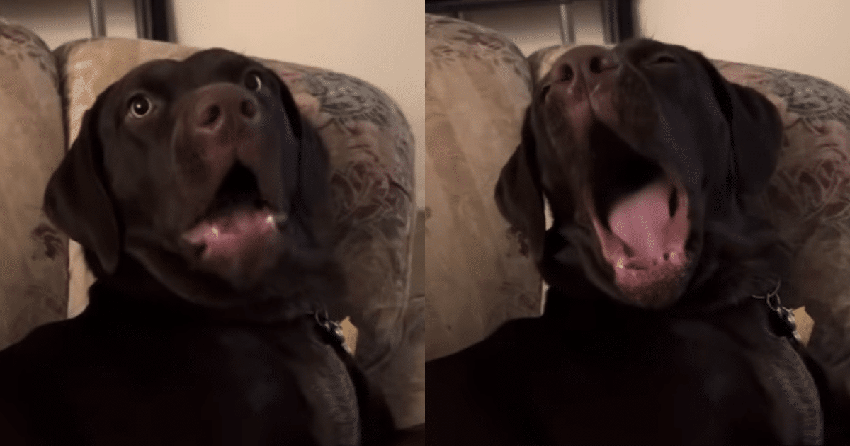 Accused of Barking Too Much, This Dog Has the Best
Comeback