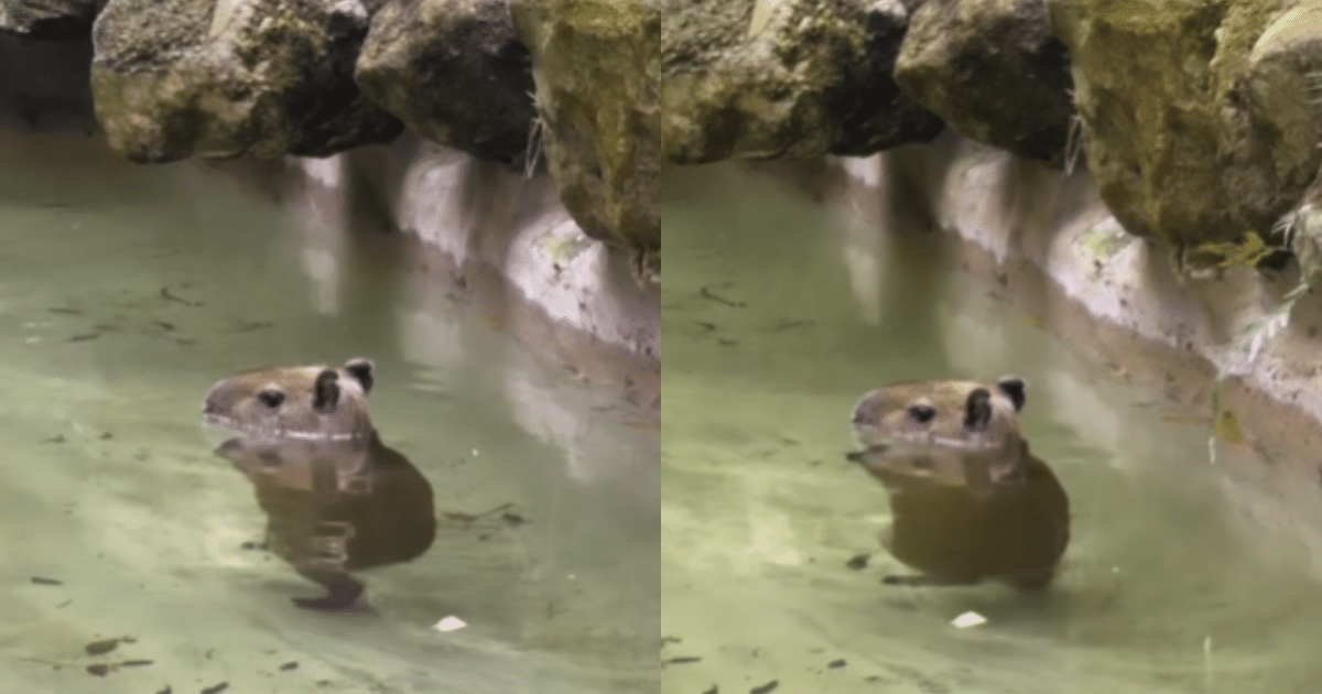 Adorable Baby Capybara Is a “Thriller” With Cute Dance to
MJ’s Hit