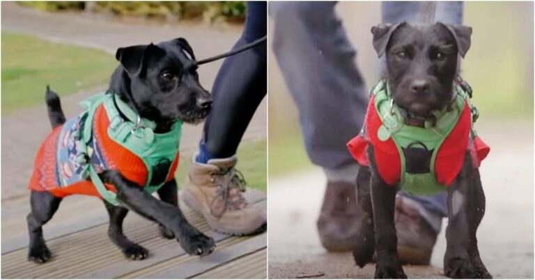 After A ‘Great Loss’ Stray Dog Enters A Man’s Life