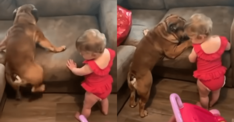 Baby and Bulldog Prove They’re the Perfect Pair in Couch
Challenge