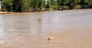 Boaters Stopped The Motor When A Figure Swam Towards
Them