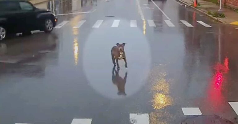 Bus Driver Shows A New Level Of Kindness To Lost Dog In The
Rain