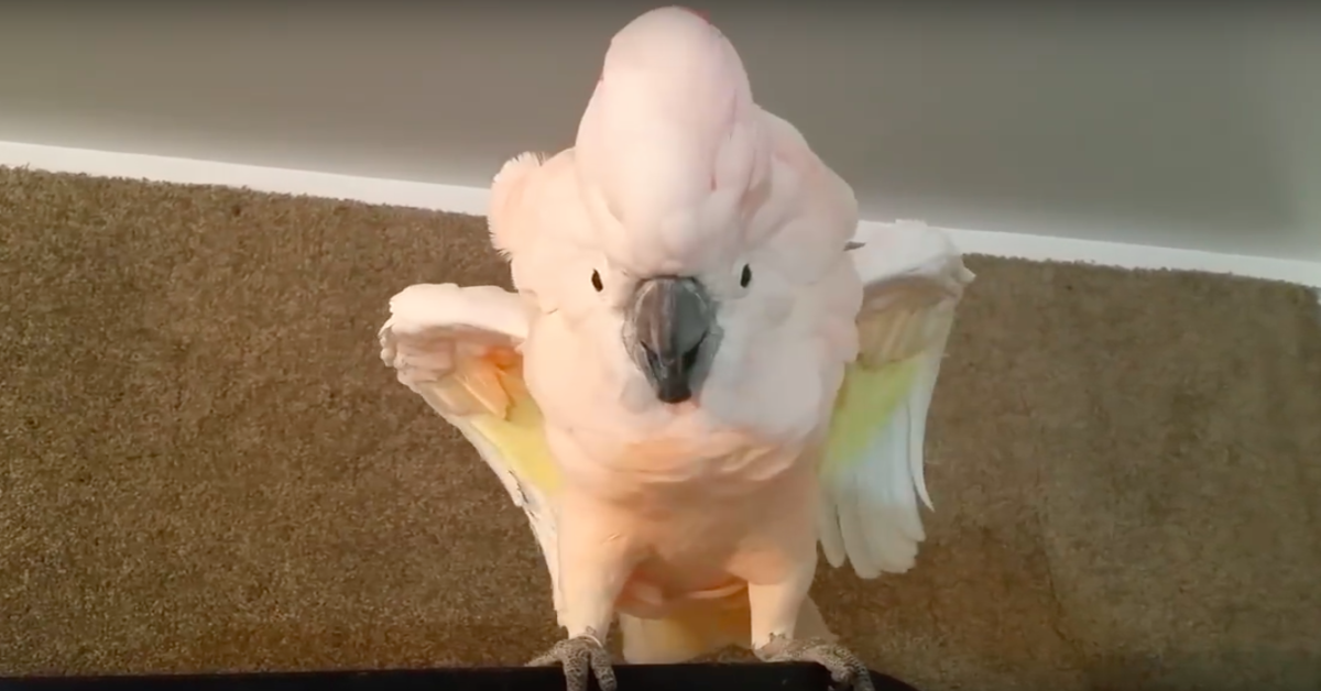 Cockatoo Refuses To Go In Her Cage, Throws Hilarious
‘Temper-Tantrum’