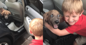 Dad Gives Son a Puppy, and His Reaction Is
Everything