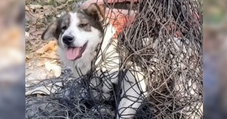 Dog Ensnared In Net Only Allowed One Person Near Him