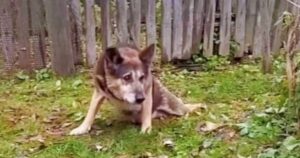 Dog Guarded House Even When Family Left And His Legs Gave
Out