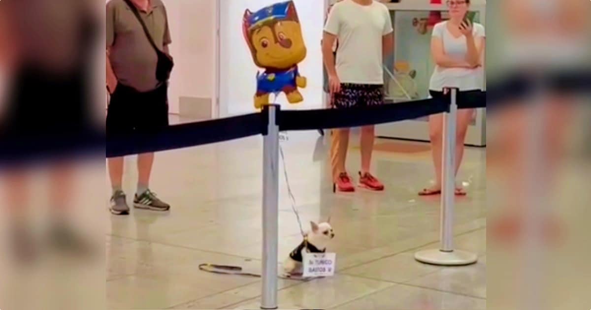 Dog Holding Sign And Balloon At Airport Waited ‘Many Moons’
For This Arrival