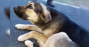 Dog Plopped Down In Front Of Bank, Insistent On Staying Till
Owner Arrived