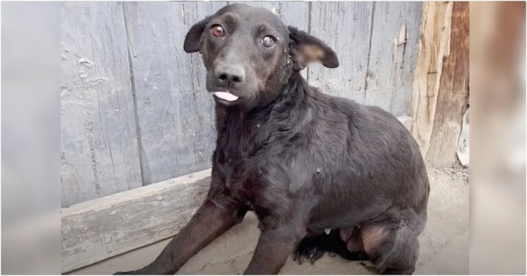 Dog Ruthlessly Left Behind Gets All The Toys She
Wants