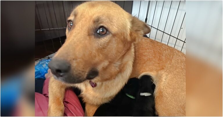 Dog’s Emotions Meeting A New Litter Of Puppies After Losing
Her Own