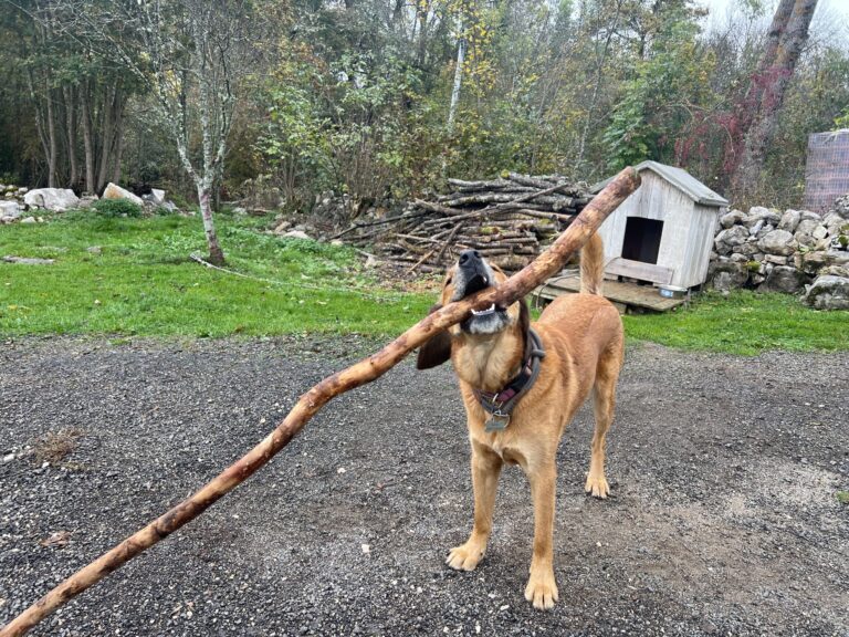 Dogs and Sticks: The Deal Behind Lava’s Obsession