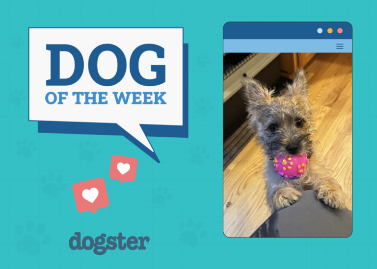 Dogster Photo Contest: Dogs of the Week Winners (Jan 9,
2025)