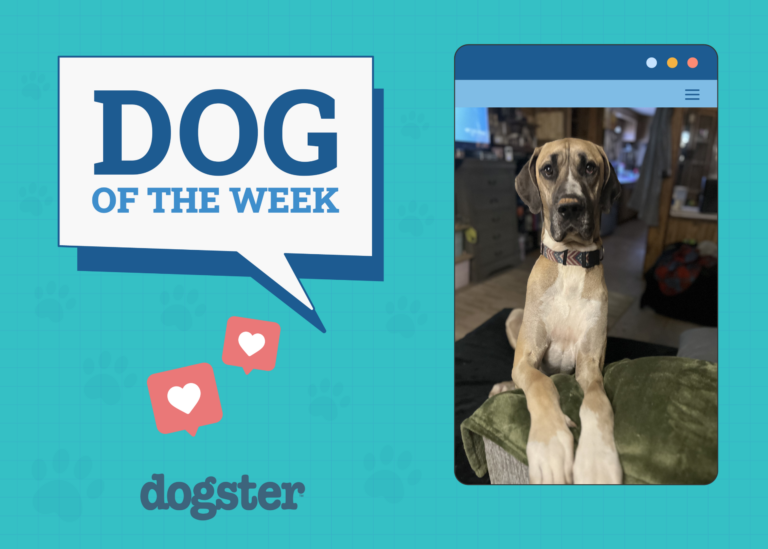 Dogster Photo Contest: Dogs of the Week Winners (January 2,
2025)