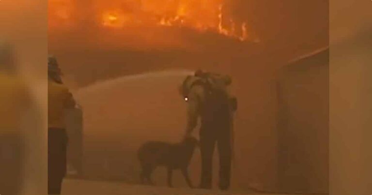 Firefighter Comforts Dog In Burning Neighborhood While
Hosing Down Flames