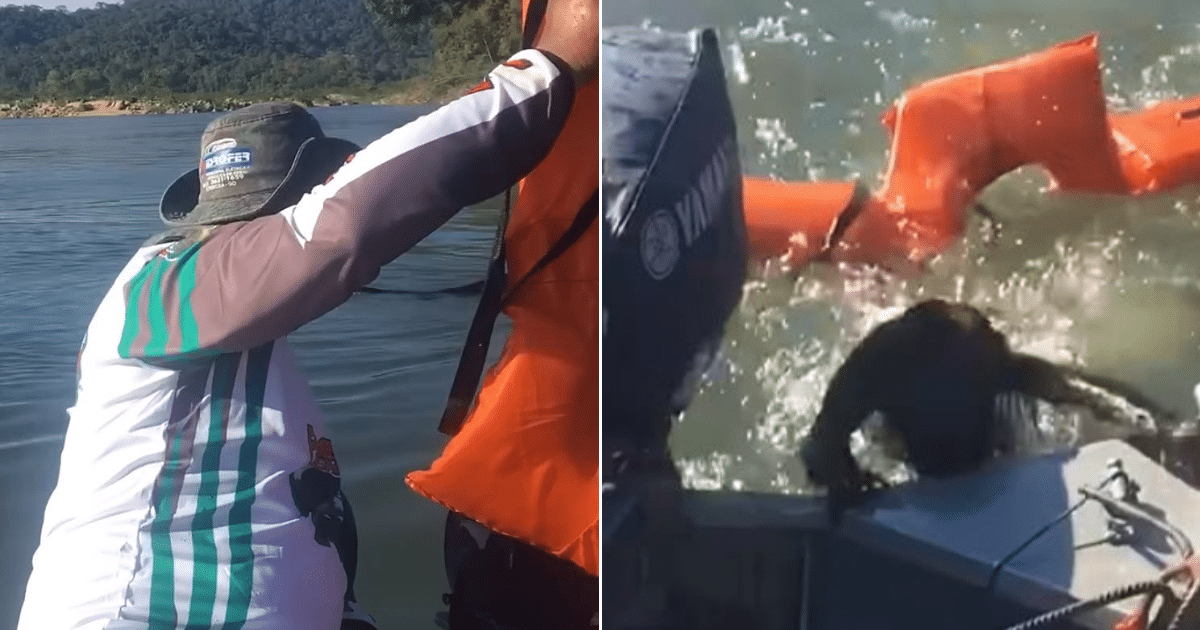 Fisherman Throws Out A Life Jacket To Save A Drowning Dog
But It Is Not A Dog At All