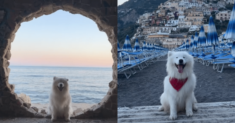 Floppy-Eared Pup Travels the Globe in the Cutest Way