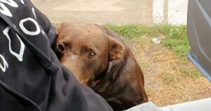 Friendly Stray Waits In The Same Place For Someone To Take
Him Home