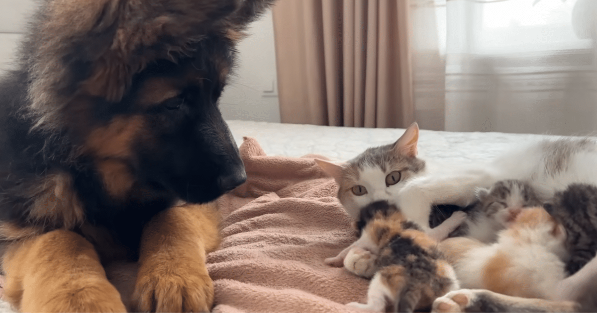 German Shepherd Puppy and Kittens’ First Meeting Is the
Cutest Thing You’ll See Today