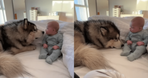 Husky’s Gentle ‘Apology’ After Baby Falls Is Too Sweet to
Handle