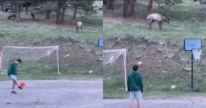 Kids’ Soccer Game Takes a Wild Turn When Elk Joins the
Fun