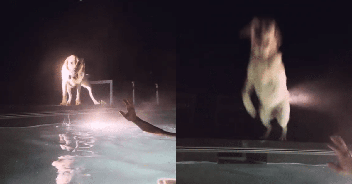 Labrador’s Epic Cannonball Dive Leaves Human Soaked