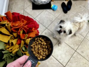 Gizmo waiting for his breakfast games to begin