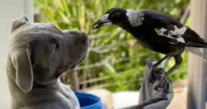 Magpie Embraces Her Inner Dog During Playtime With Canine
Sister